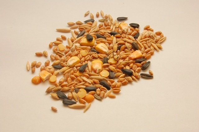 seeds fiber minerals healthy