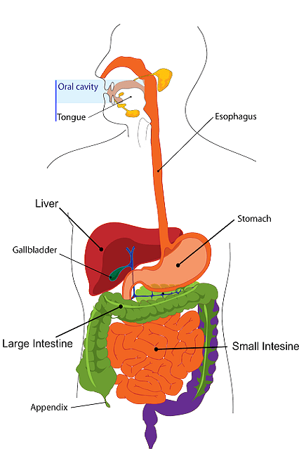 system digestive health