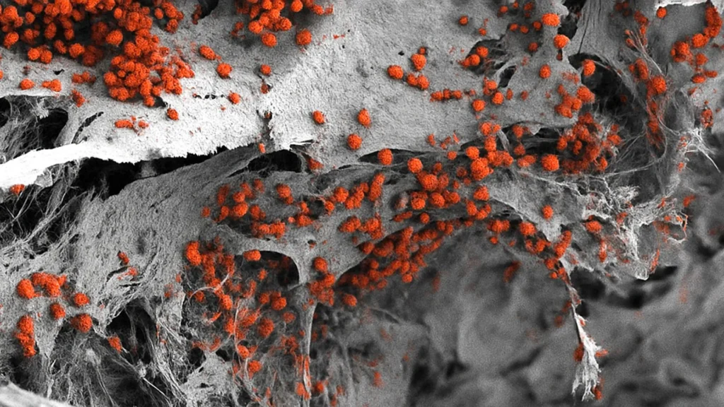 Scientists grow a tiny human “blood factory” that actually works