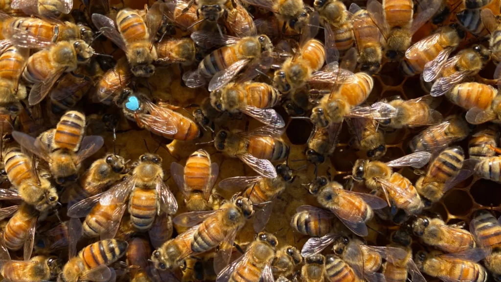 The surprising reason bees replace their queens