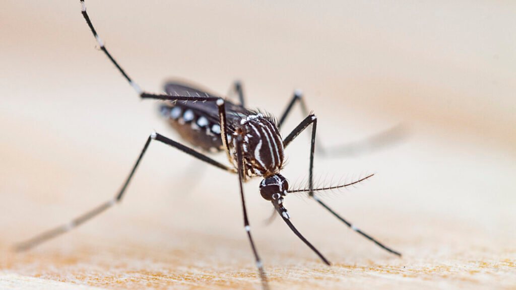 Image of a black and white striped mosquito perched on a surface and extending its mouth.