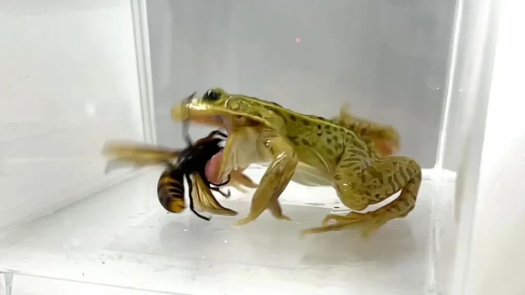 Hornet-eating frog shows remarkable venom resistance