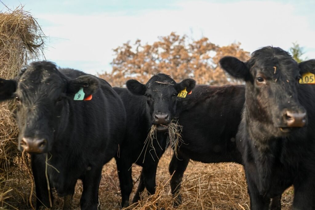 Why Climate-Friendly Beef Labels Fall Short
