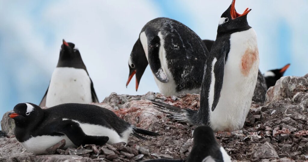 Warming temps force some Antarctic penguins to breed earlier, study finds