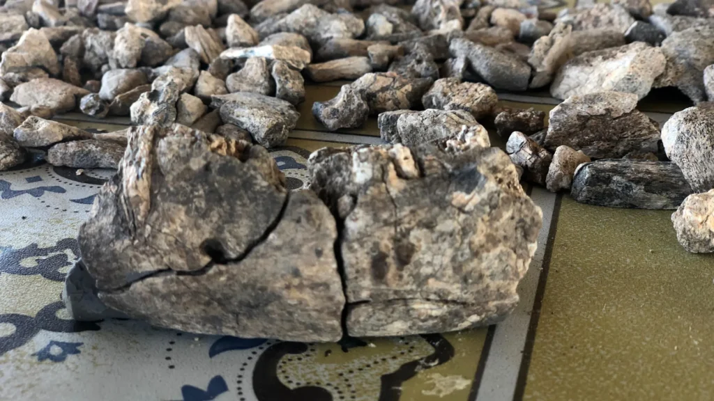 This 2.6-million-year-old jawbone changes the human story