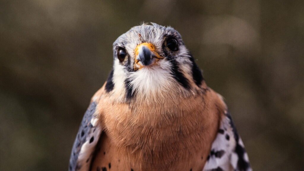 An American kestrel