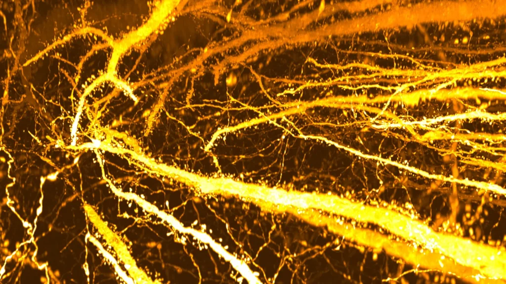 Scientists found hidden synapse hotspots in the teen brain
