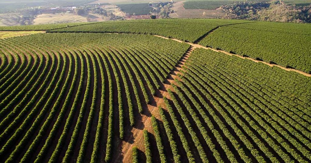 Brazil coffee worker study examines fungicide effects, tests predictive tools