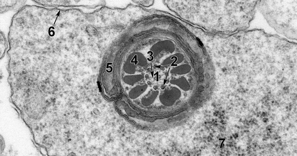 First-of-its-kind atlas offers detailed look at rodent cells