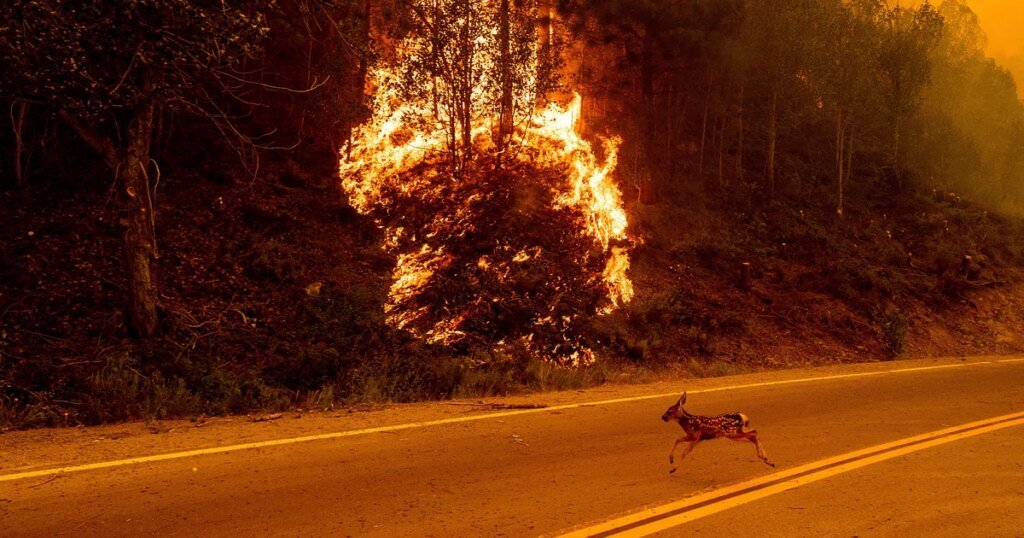 Wildfire smoke pollution linked to 24,100 U.S. deaths per year, study finds