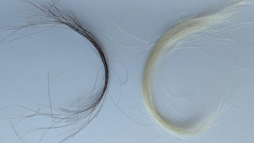 A century of hair samples proves leaded gas ban worked Archived hair samples from a baby (right) and adult (left).