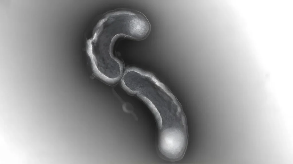 One of Earth’s most abundant lifeforms has a fatal flaw